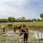 Farmhouse for sale in Assunção, Ajuda, Salvador e Santo Ildefonso, Elvas, Portalegre &bull; ARE-79187 - gallery image